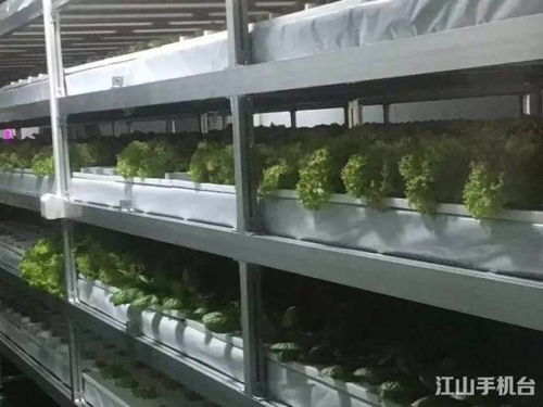 沒有陽光土壤也能 種 菜 探秘江山首家植物工廠,里面竟是這樣